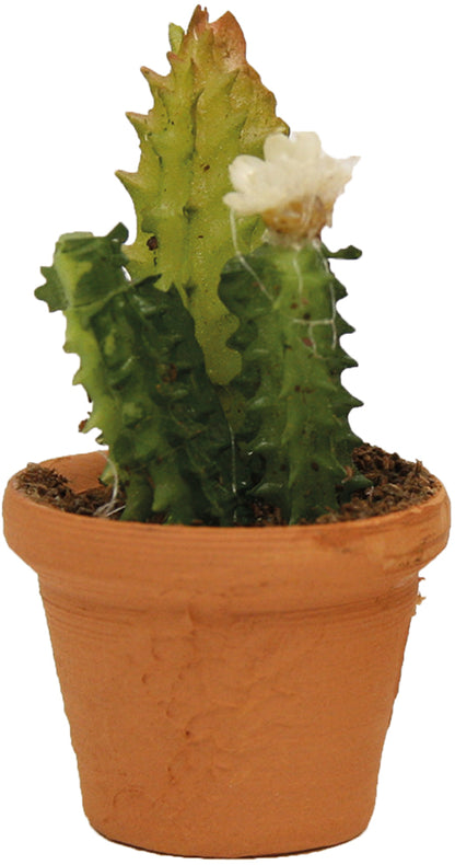 FADEDA Blumentopf, Kaktus  / Höhe:4 cm / handbemalt / detailgetreue Krippen Figuren - Weihnachten Tisch Dekoration Krippe Zubehör